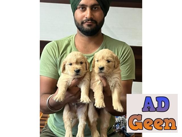 used Golden Retriever Puppies For Sale for sale 